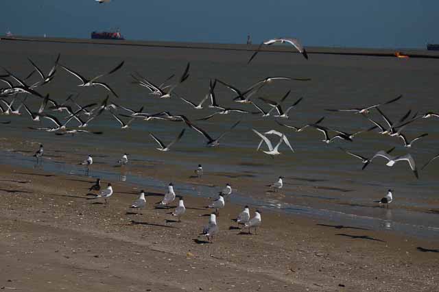 black skimmers and laughing gulls fly
